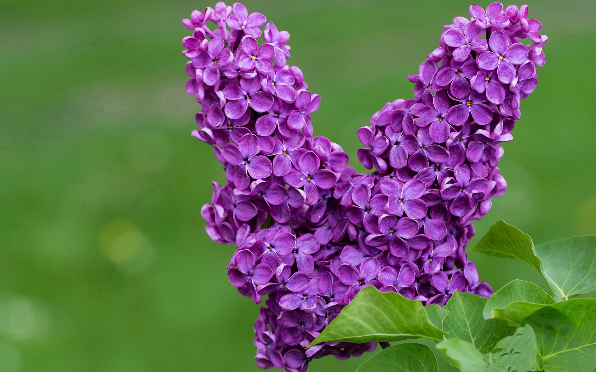英格兰橄榄球队双星闪耀引热议，英格兰橄榄球队员