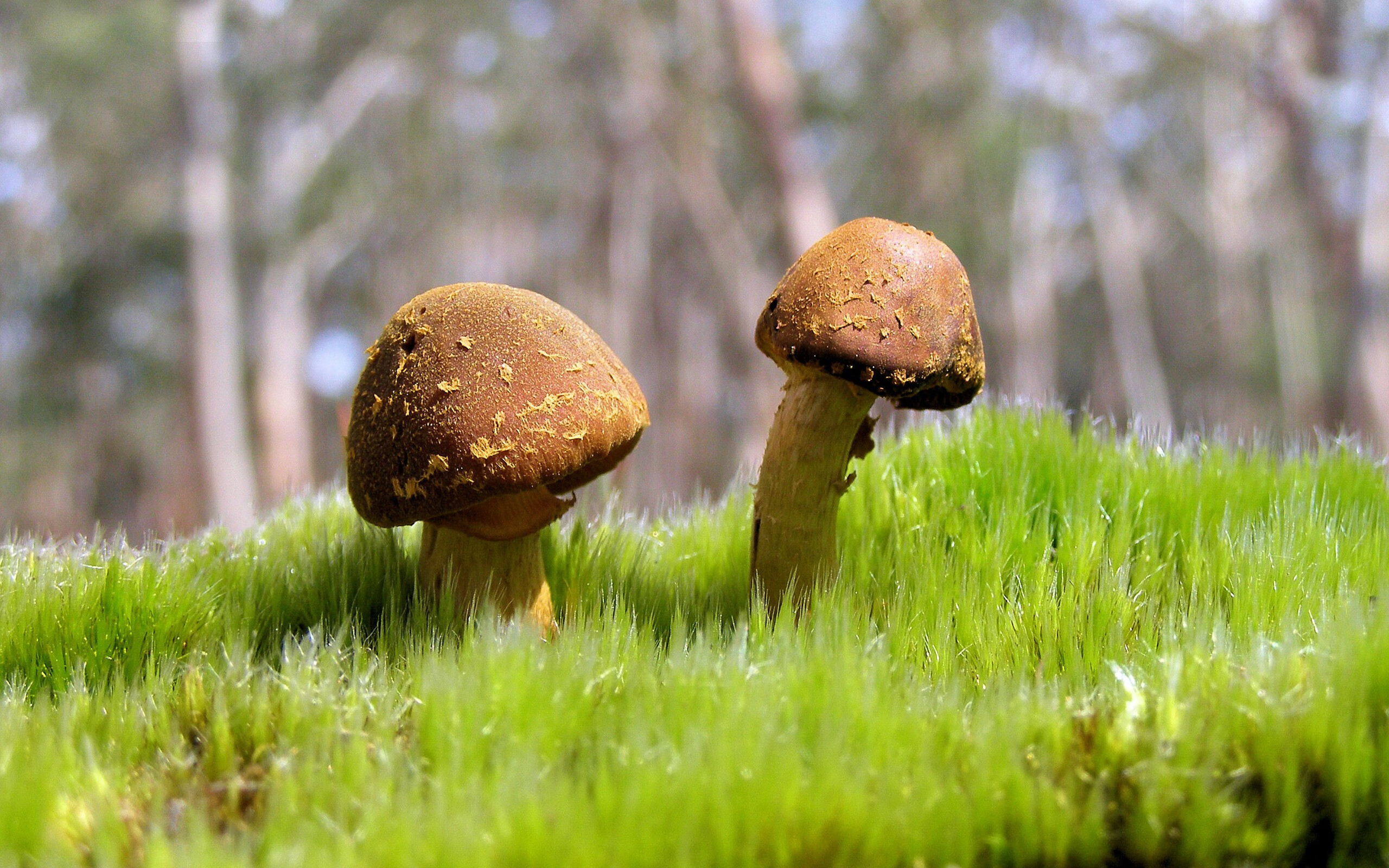 星空体育app官方下载-西甲精彩盘点：极致技巧与智慧的碰撞，西甲技术