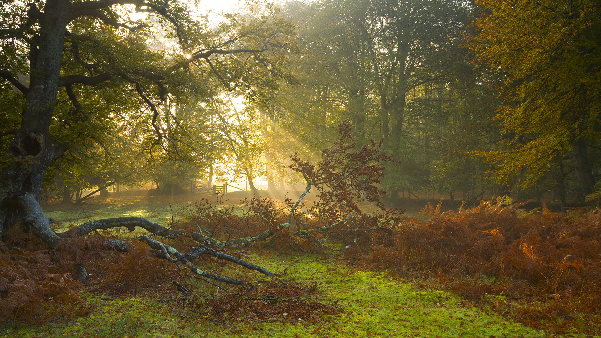 星空体育入口-西甲联赛的场馆绿色节能方案，西甲绿色队服