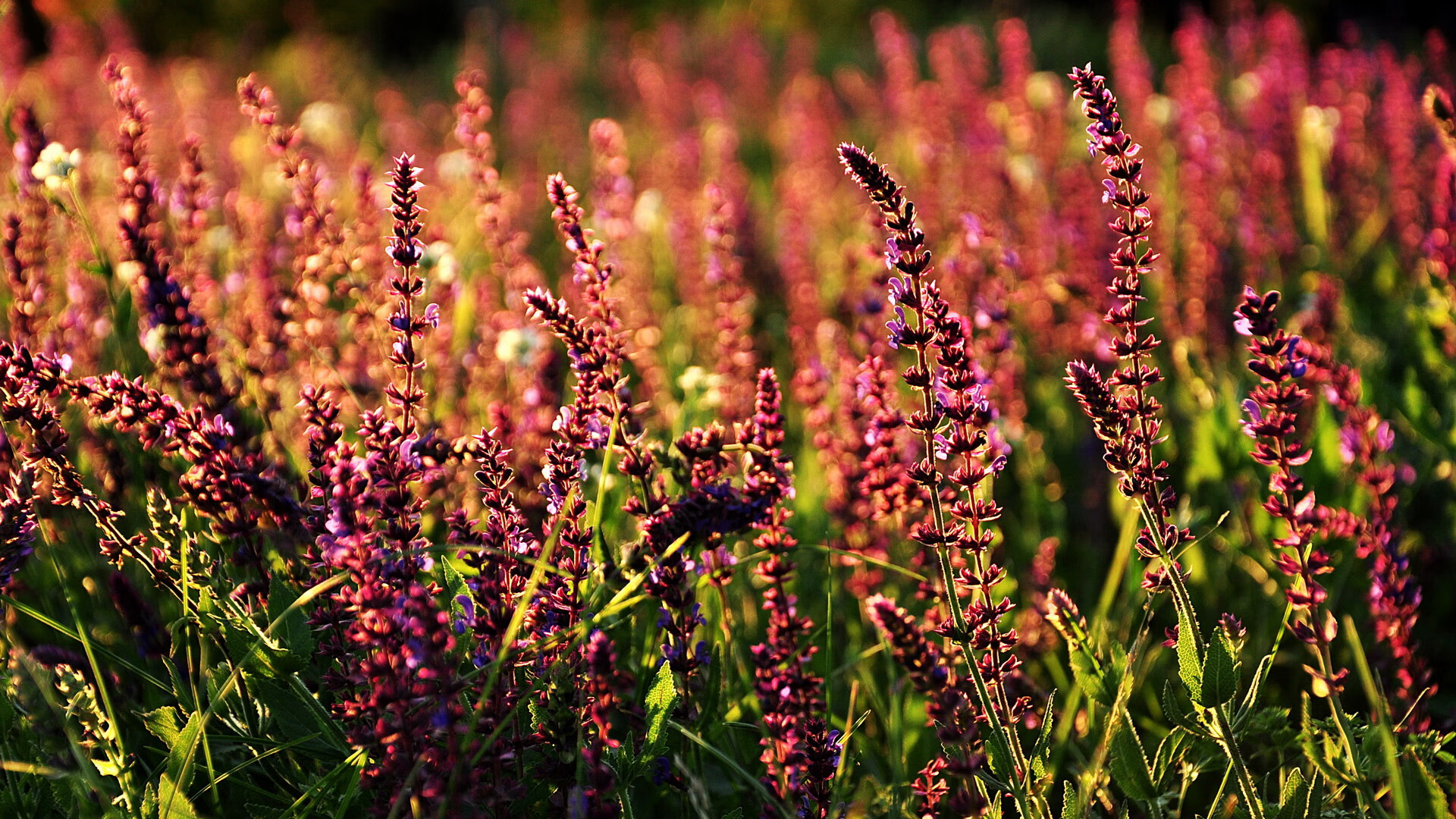 星空体育娱乐-魔术主教练强调球员心态决定比赛走向，魔术现任主教练